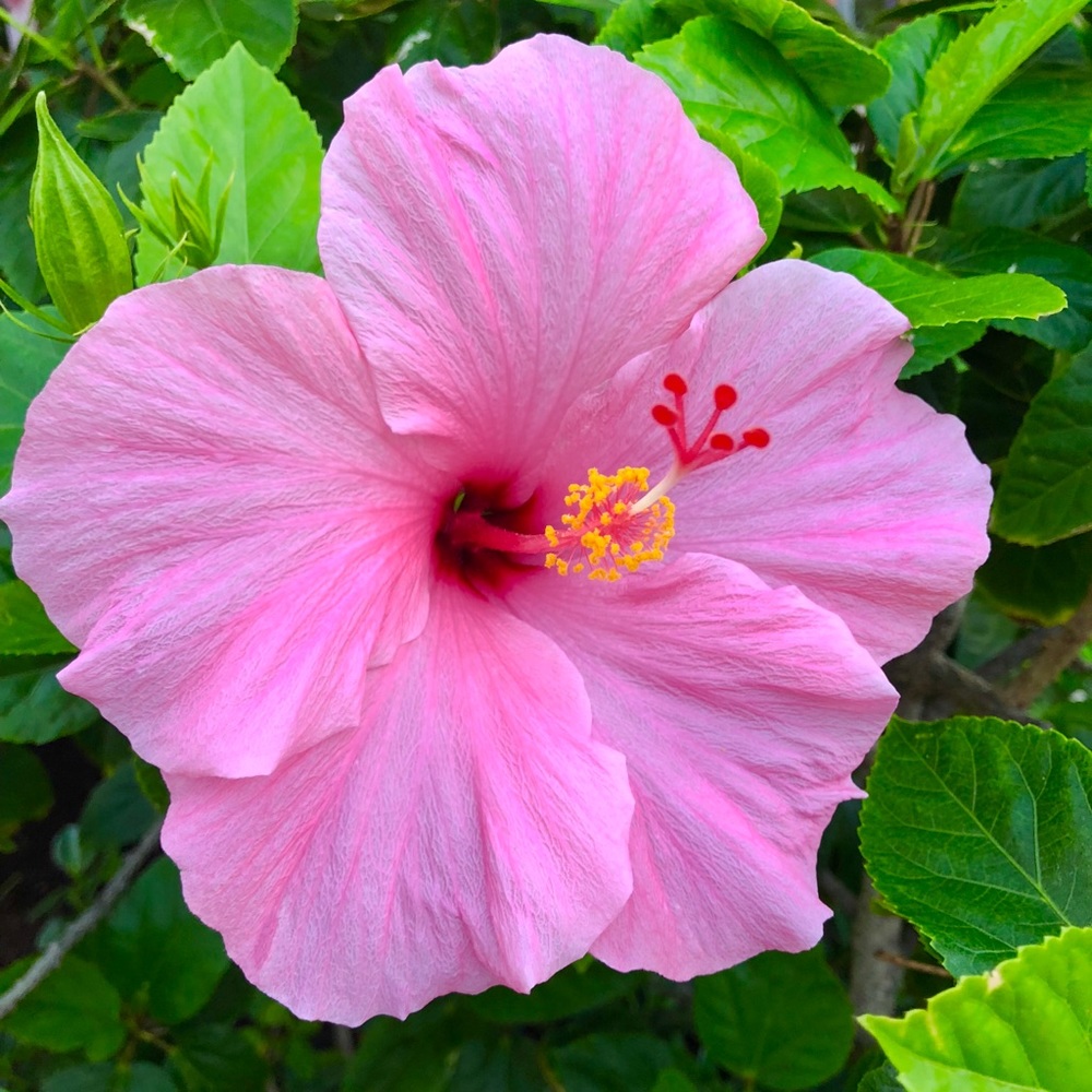Meet your Posher, THE PINK HIBISCUS 🌺